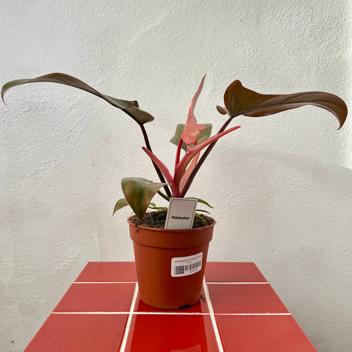 Philodendron Florida Bronze