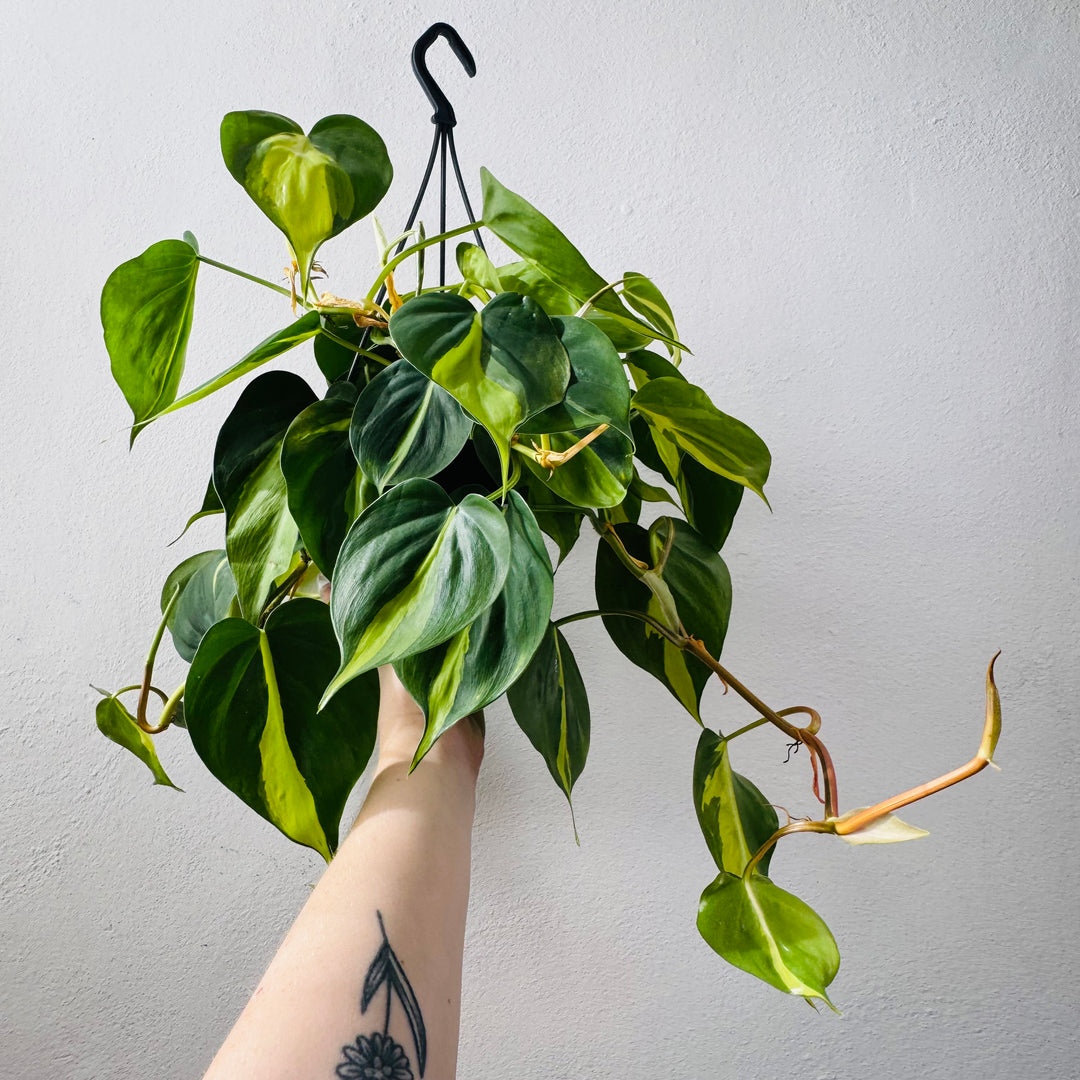 Philodendron Scandens Brasil - Heartleaf Philodendron Brasil