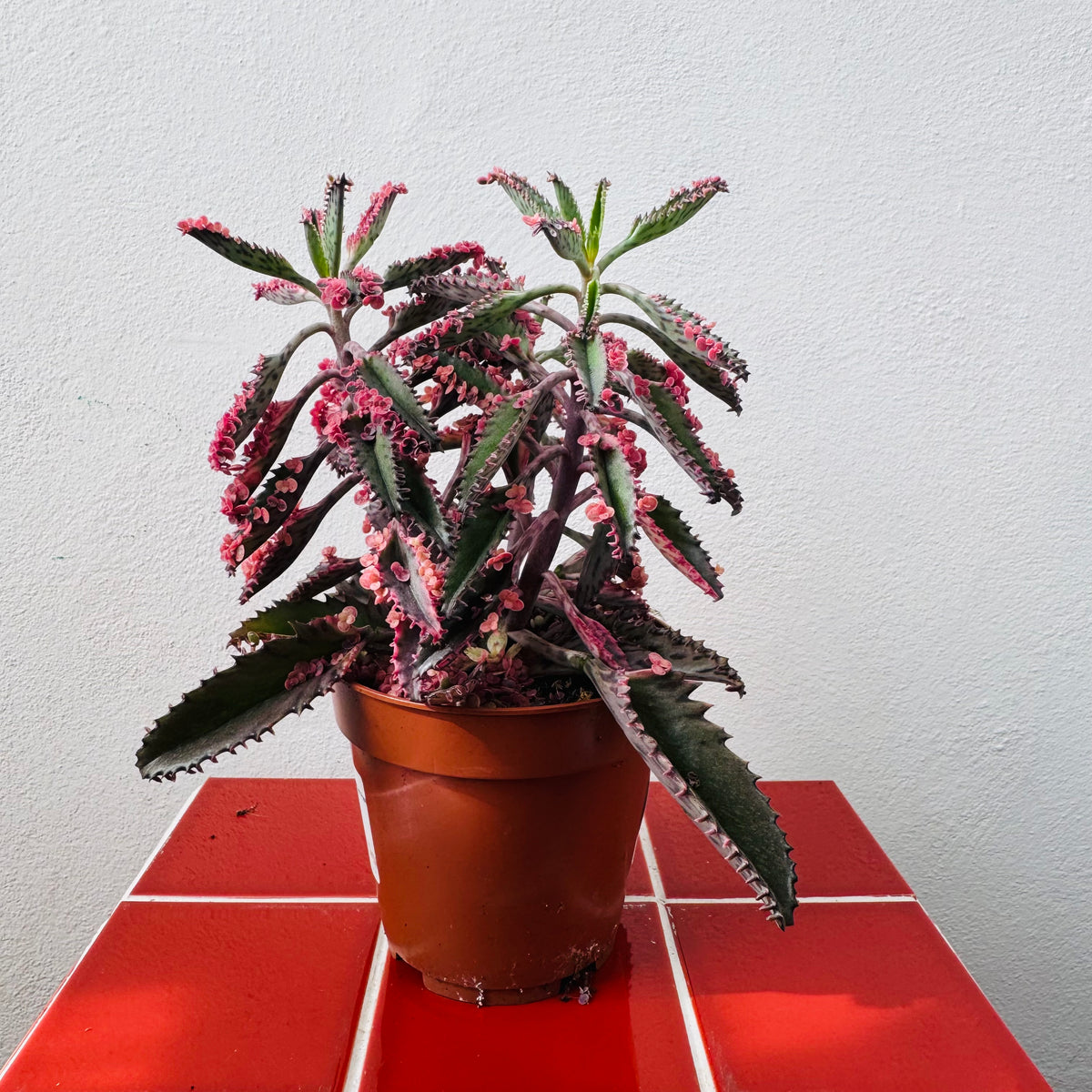 Houseplants