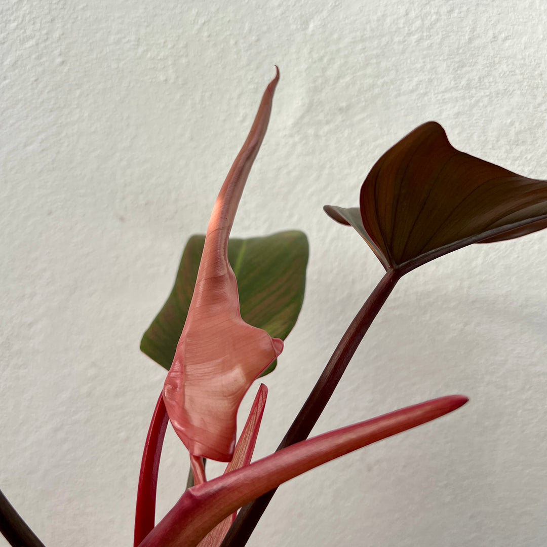 Philodendron Florida Bronze