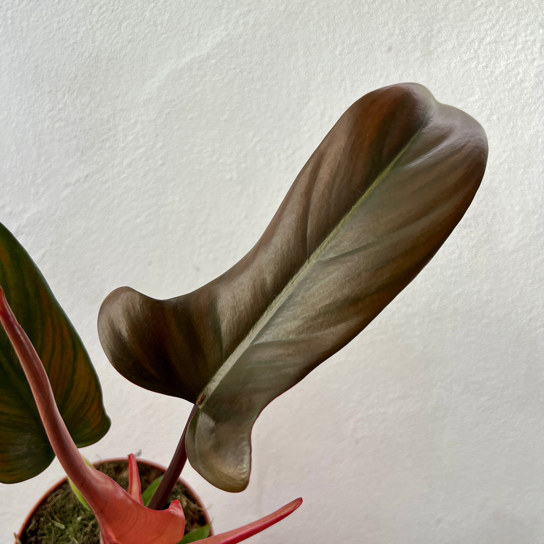 Philodendron Florida Bronze