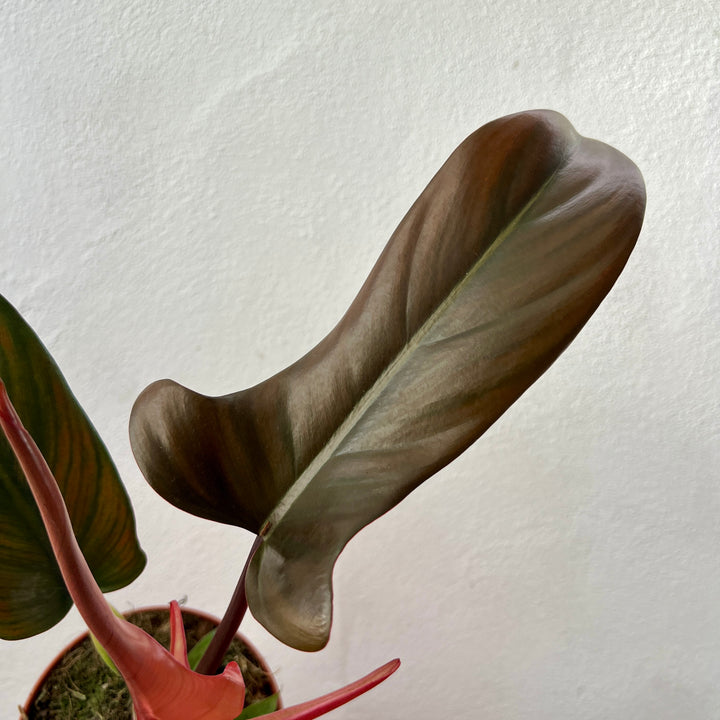 Philodendron Florida Bronze