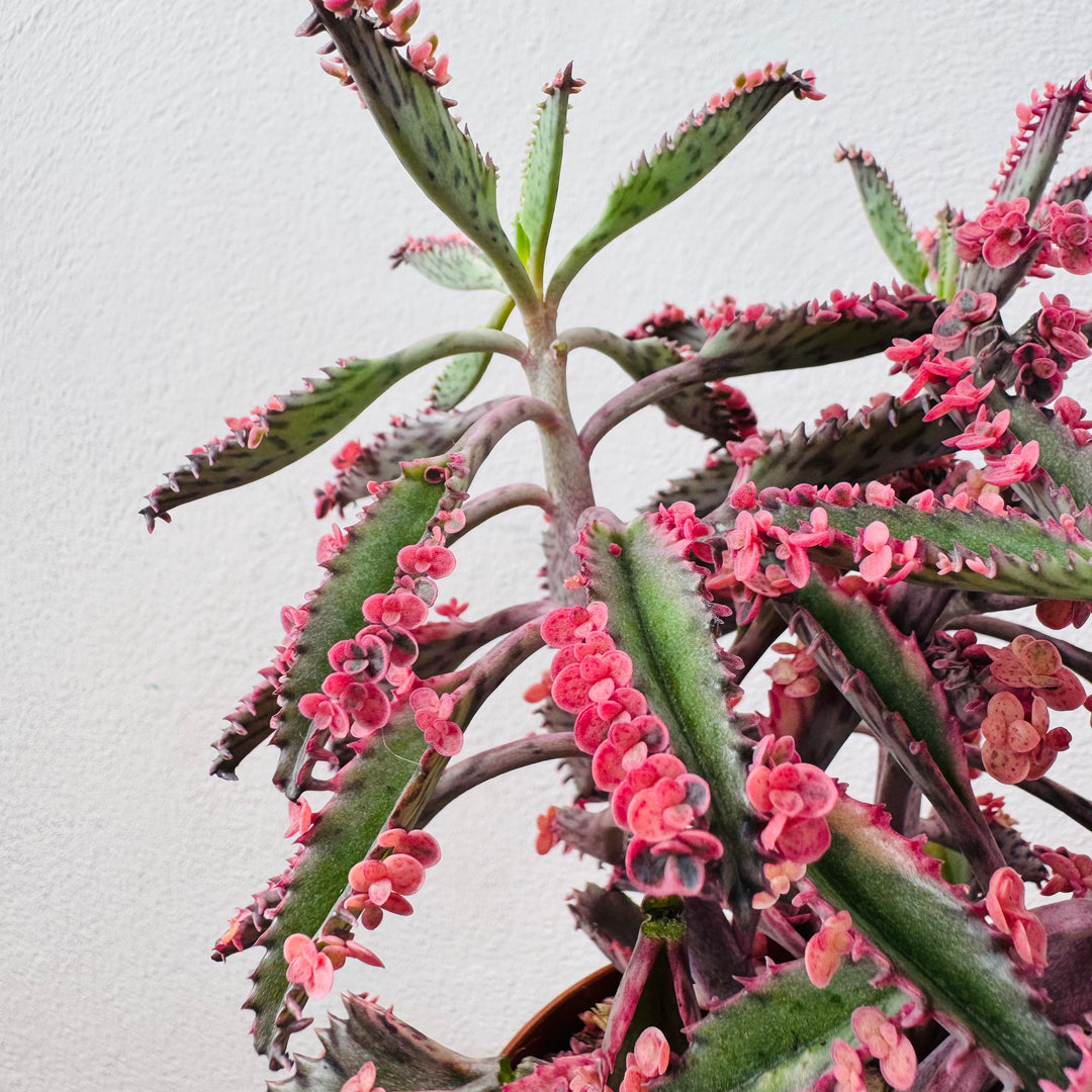 Kalanchoe Pink Special