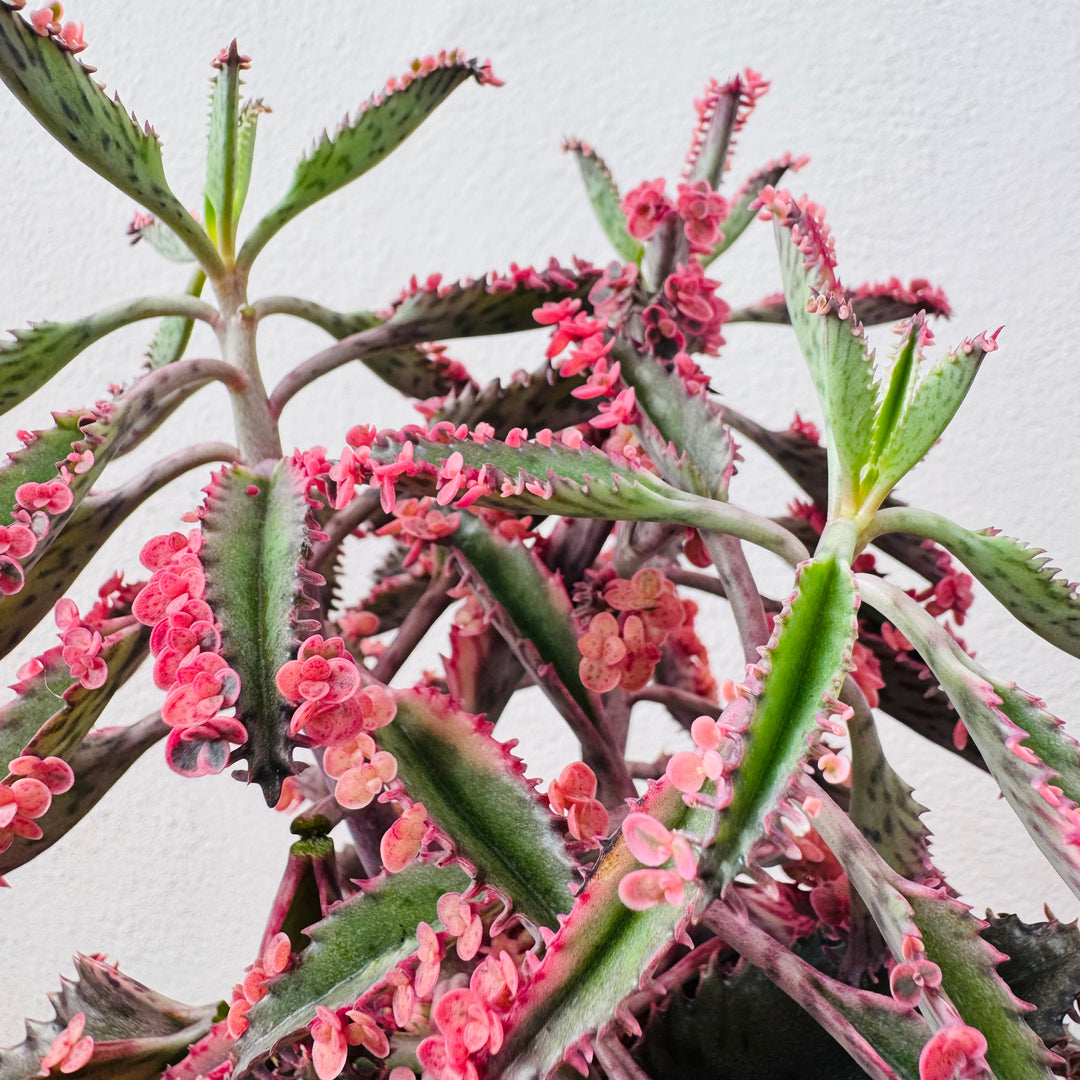Kalanchoe Pink Special
