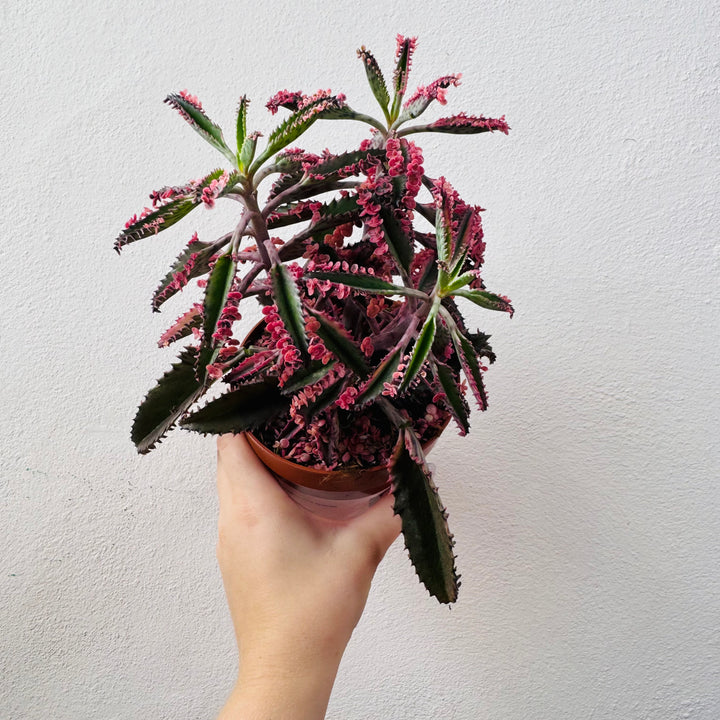 Kalanchoe Pink Special