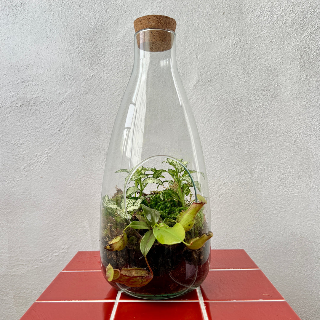 Plant.Studio 'Overflow' Open Glass Terrarium