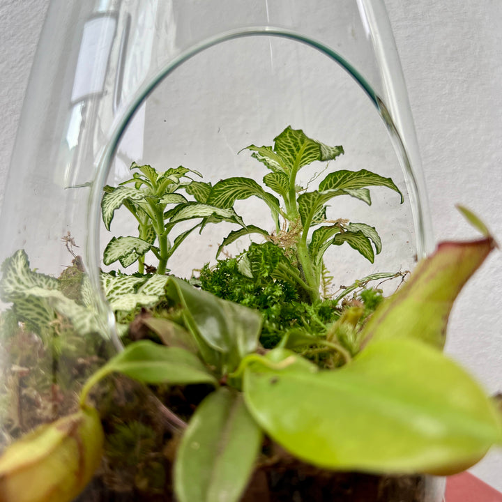 Plant.Studio 'Overflow' Open Glass Terrarium