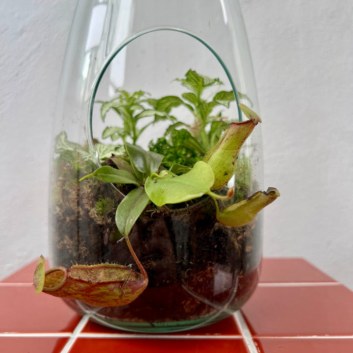 Plant.Studio 'Overflow' Open Glass Terrarium