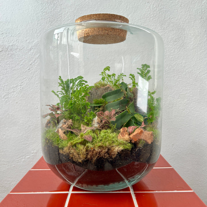 Plant.Studio 'Marcgravia' Terrarium
