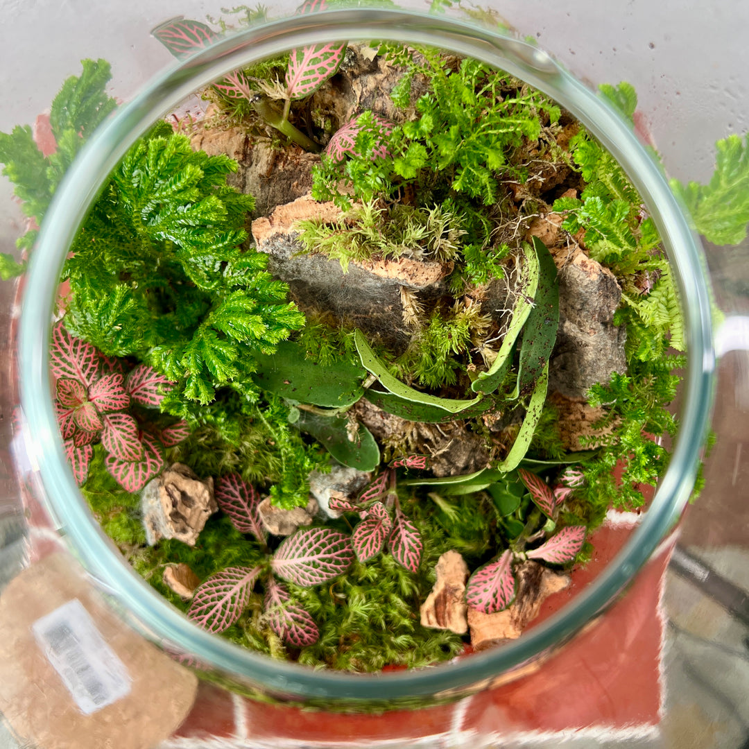 Plant.Studio 'Marcgravia' Terrarium