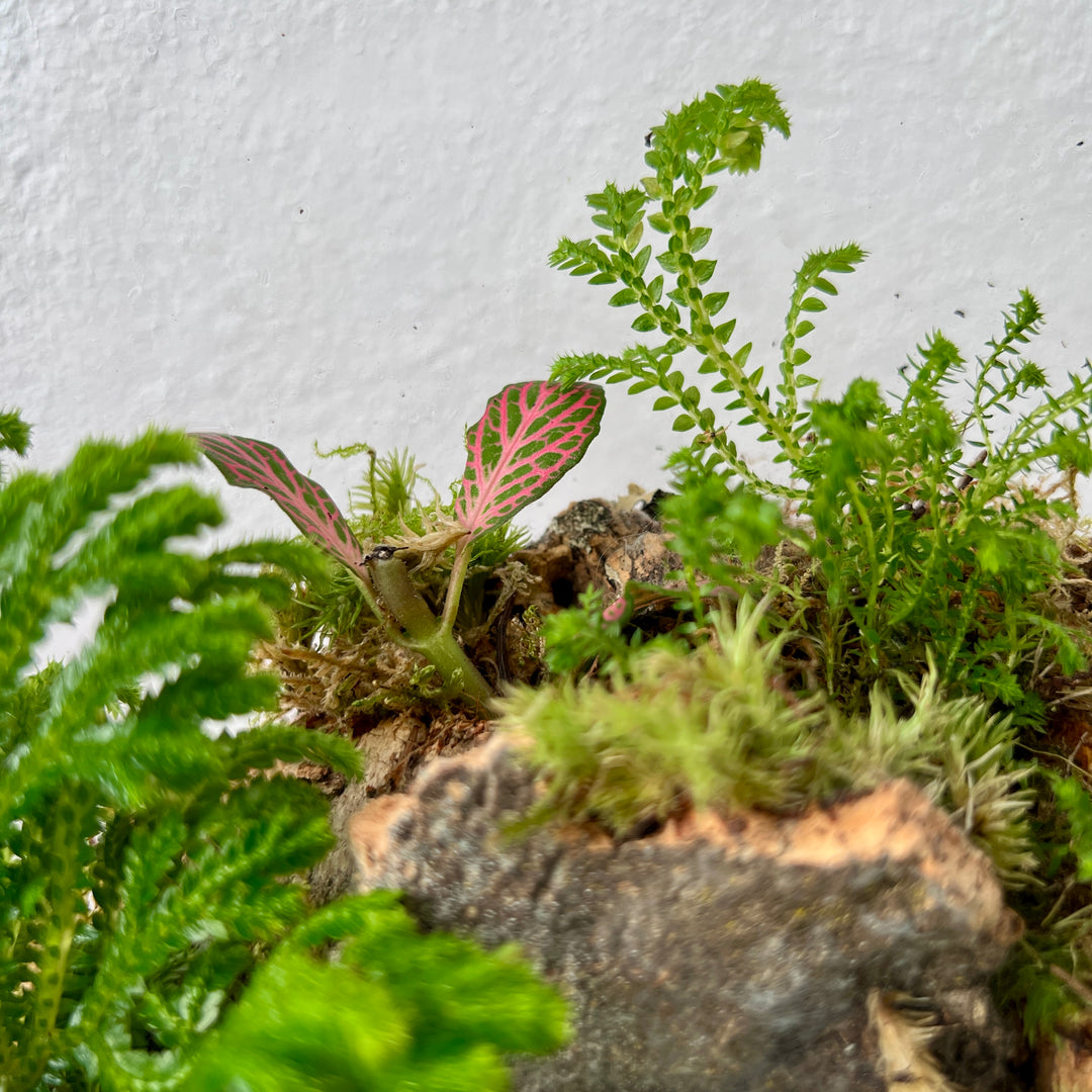 Plant.Studio 'Marcgravia' Terrarium