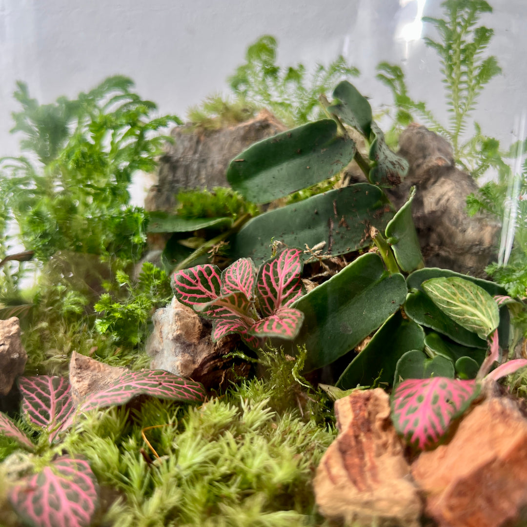Plant.Studio 'Marcgravia' Terrarium