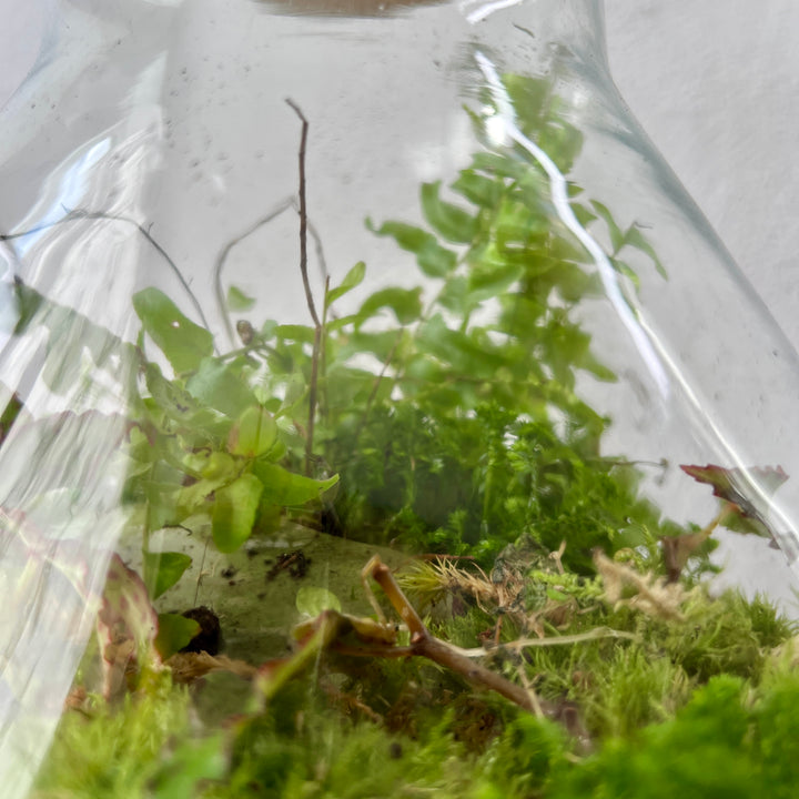 Plant.Studio 'Rewilded' Terrarium