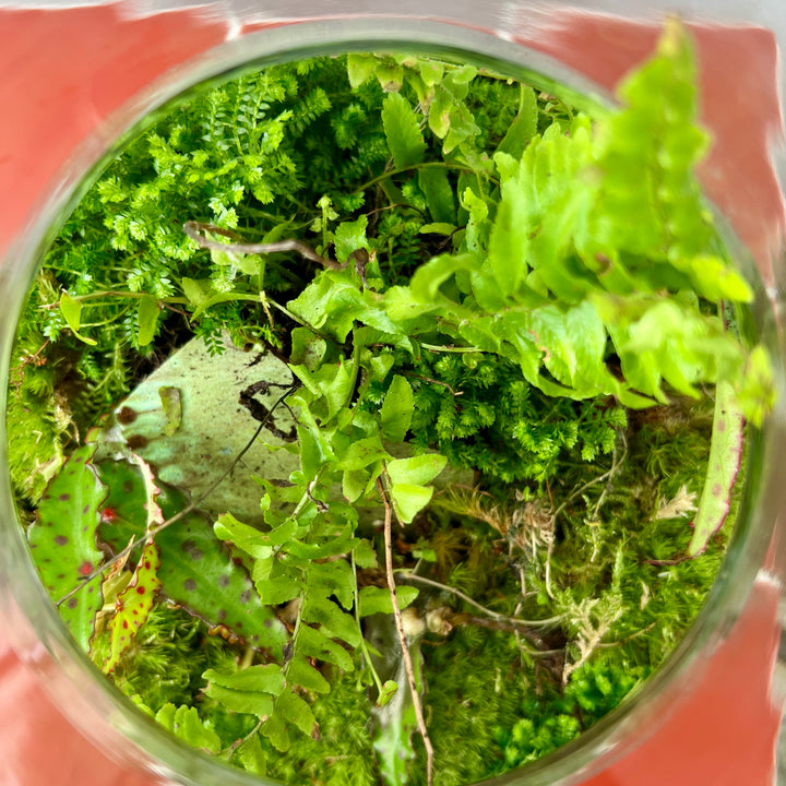 Plant.Studio 'Rewilded' Terrarium
