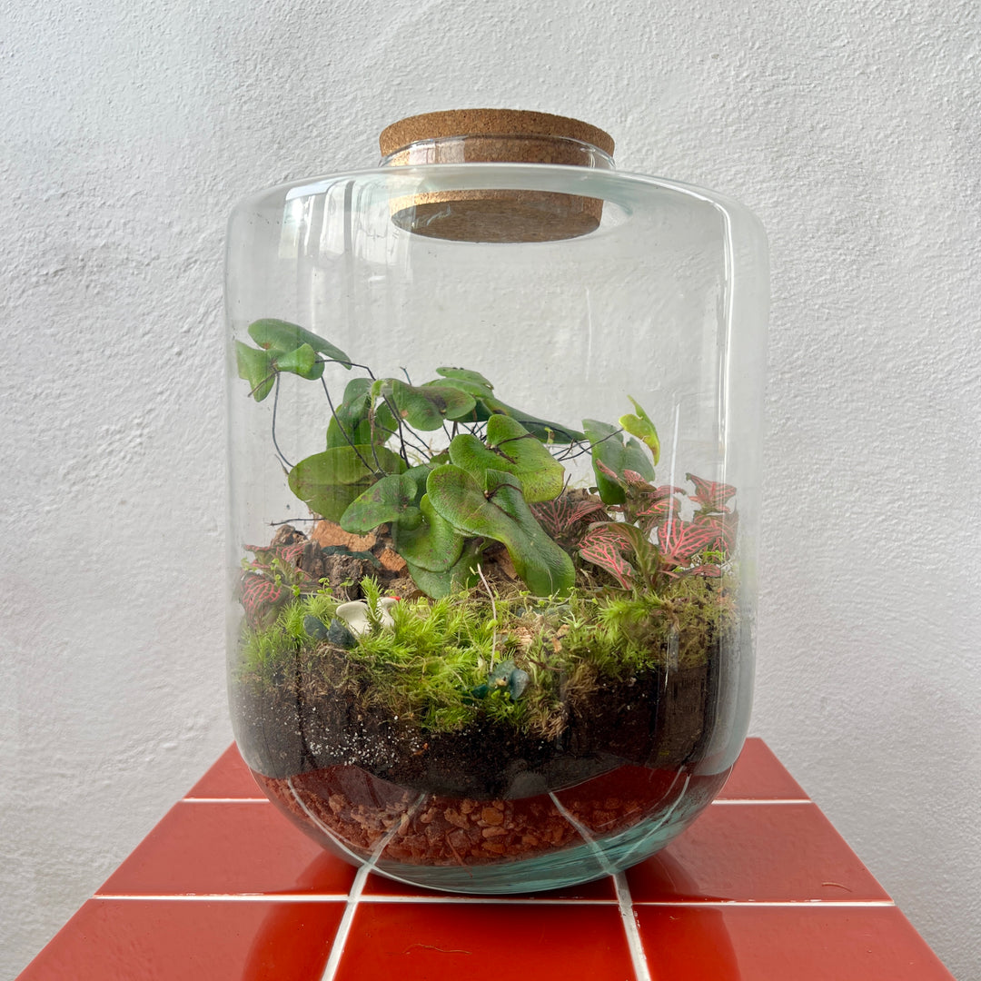 Plant.Studio 'Aphrodite' Terrarium