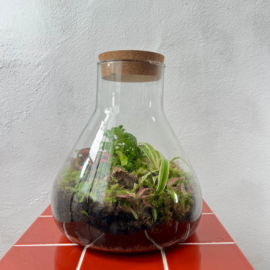 Plant.Studio 'Saturn' Terrarium