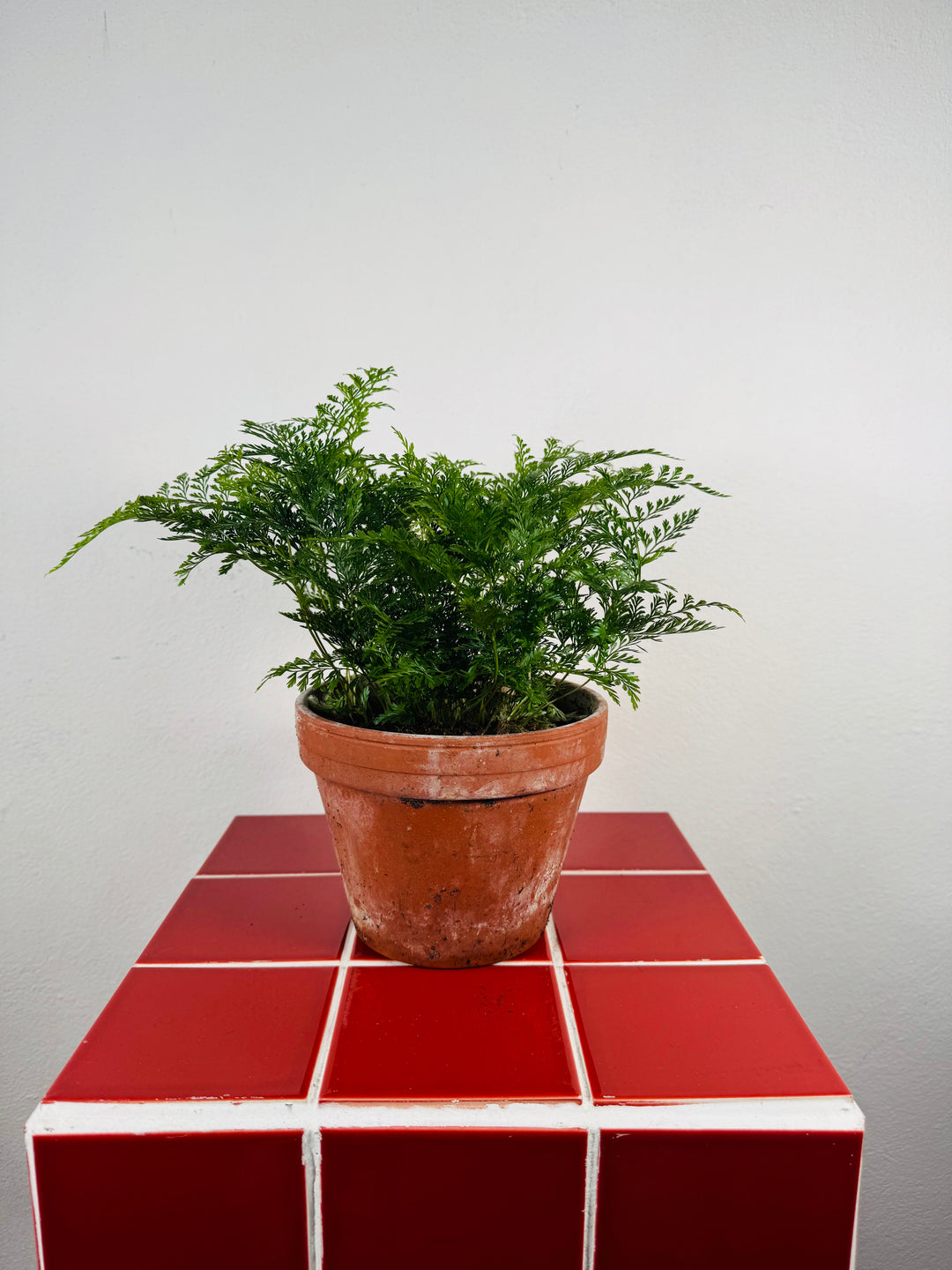 Humata tyermannii (Davallia tyermannii) – Rabbit’s Foot Fern