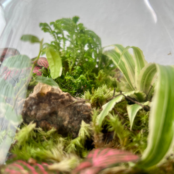 Plant.Studio 'Saturn' Terrarium