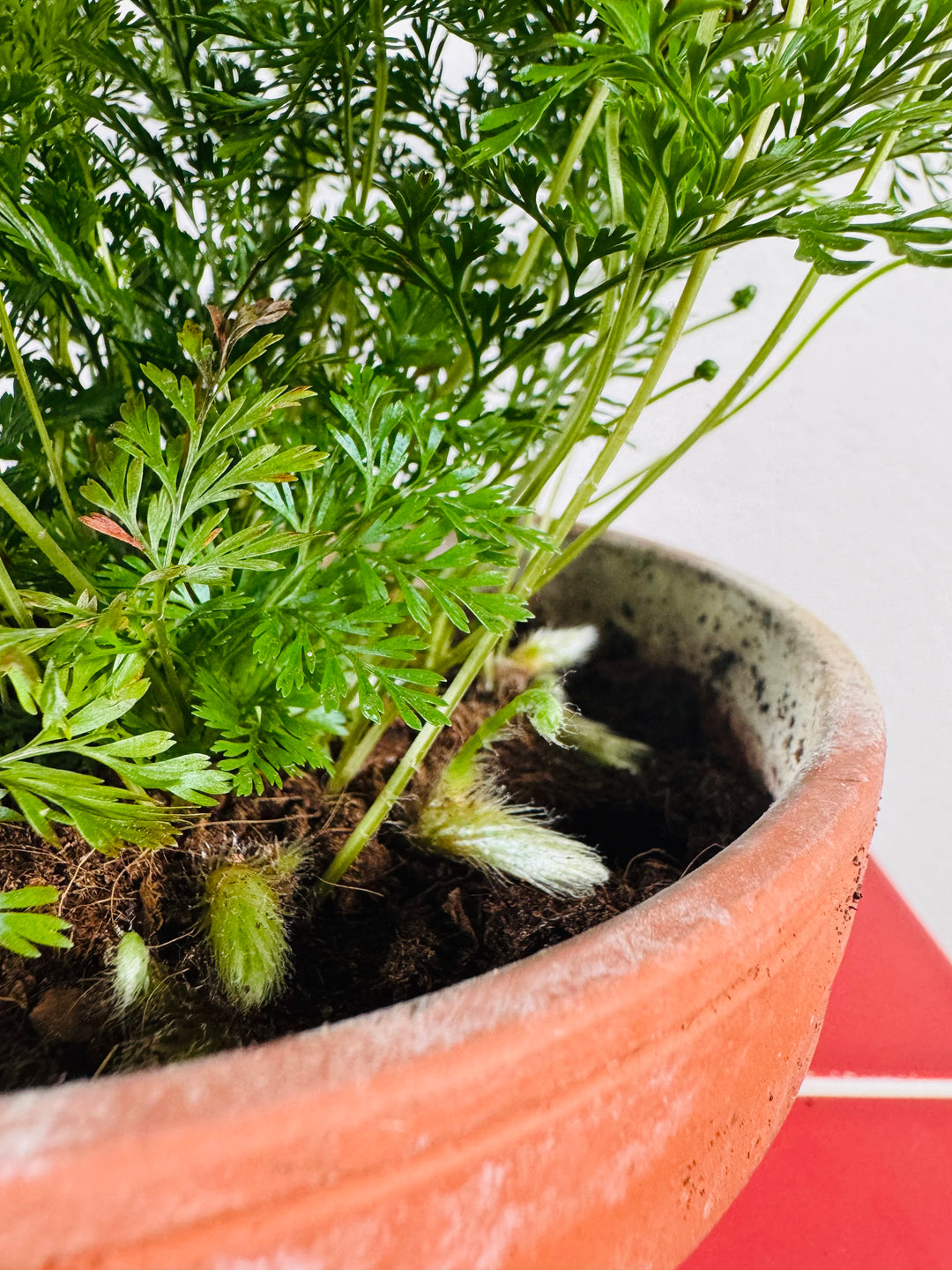 Humata tyermannii (Davallia tyermannii) – Rabbit’s Foot Fern