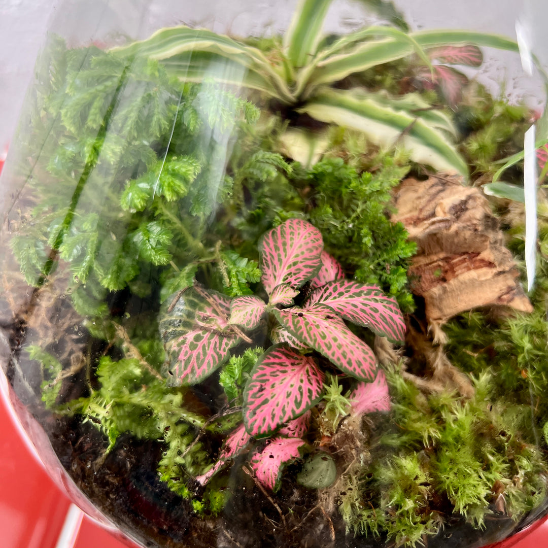 Plant.Studio 'Saturn' Terrarium