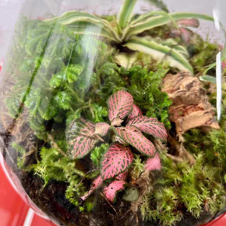 Plant.Studio 'Saturn' Terrarium