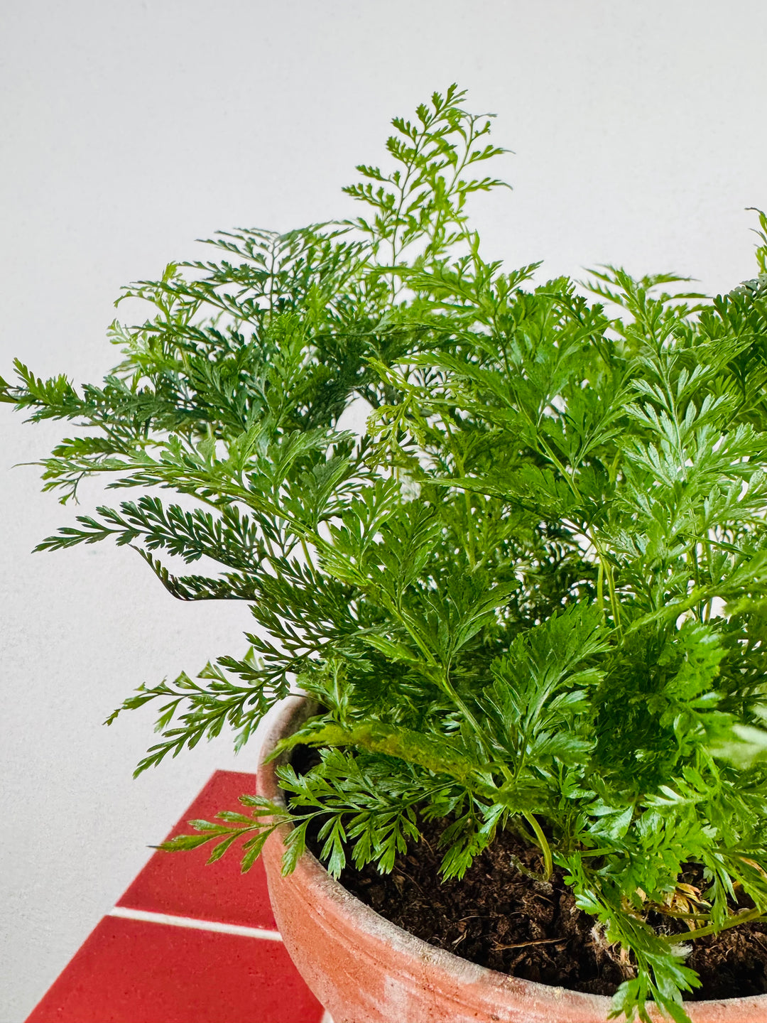 Humata tyermannii (Davallia tyermannii) – Rabbit’s Foot Fern