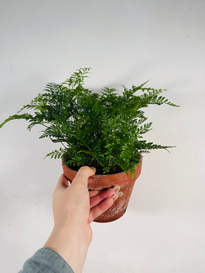 Humata tyermannii (Davallia tyermannii) – Rabbit’s Foot Fern