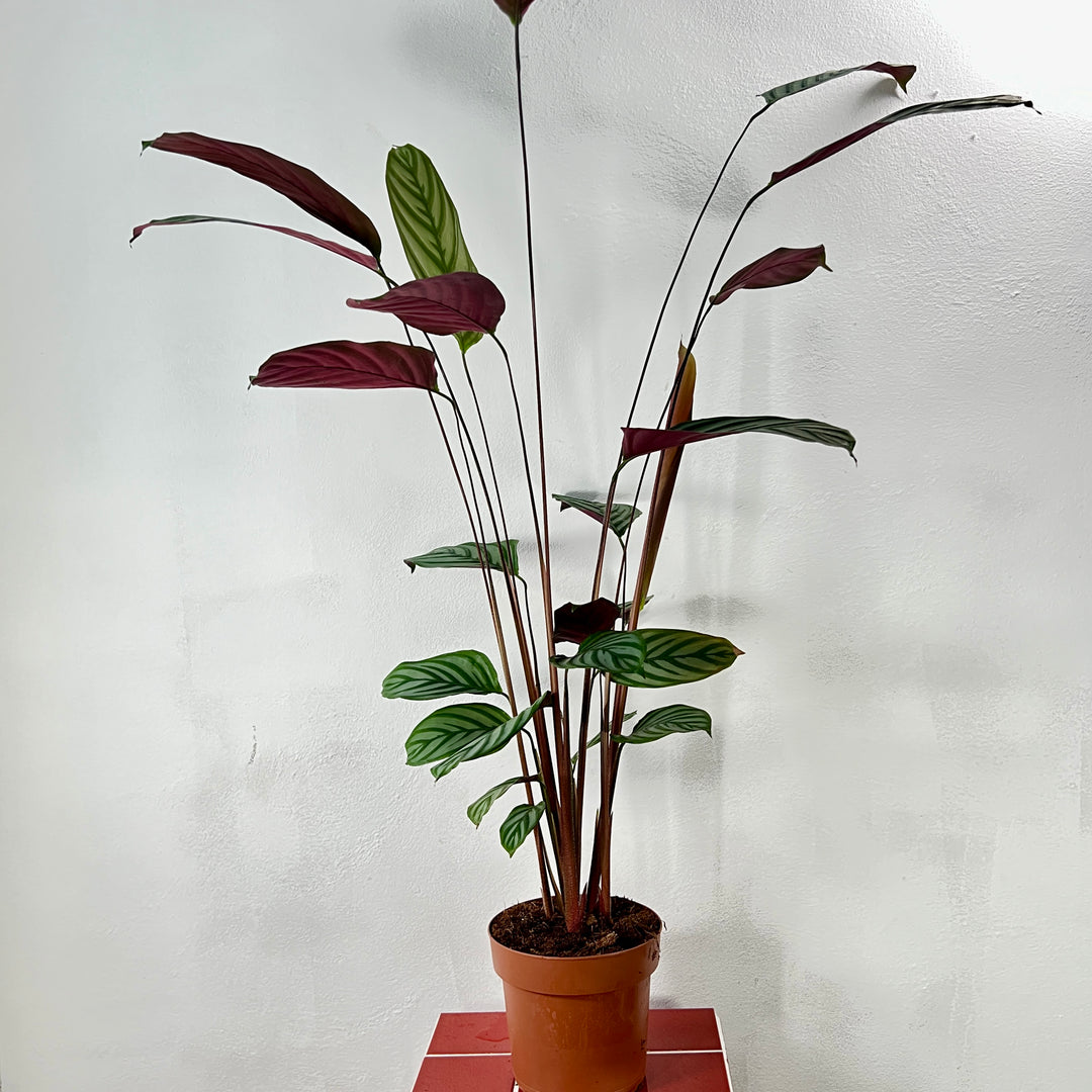 Ctenanthe Compactstar