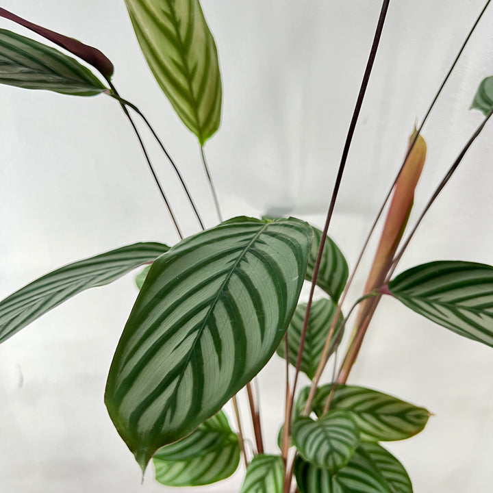 Ctenanthe Compactstar