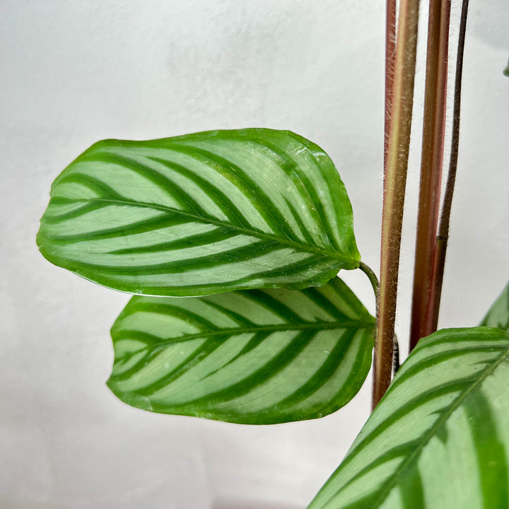 Ctenanthe Compactstar