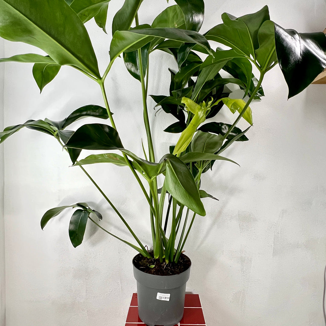 easy care philodendron Philodendron 'Fun Bun' – Easy-Care Tropical Houseplant