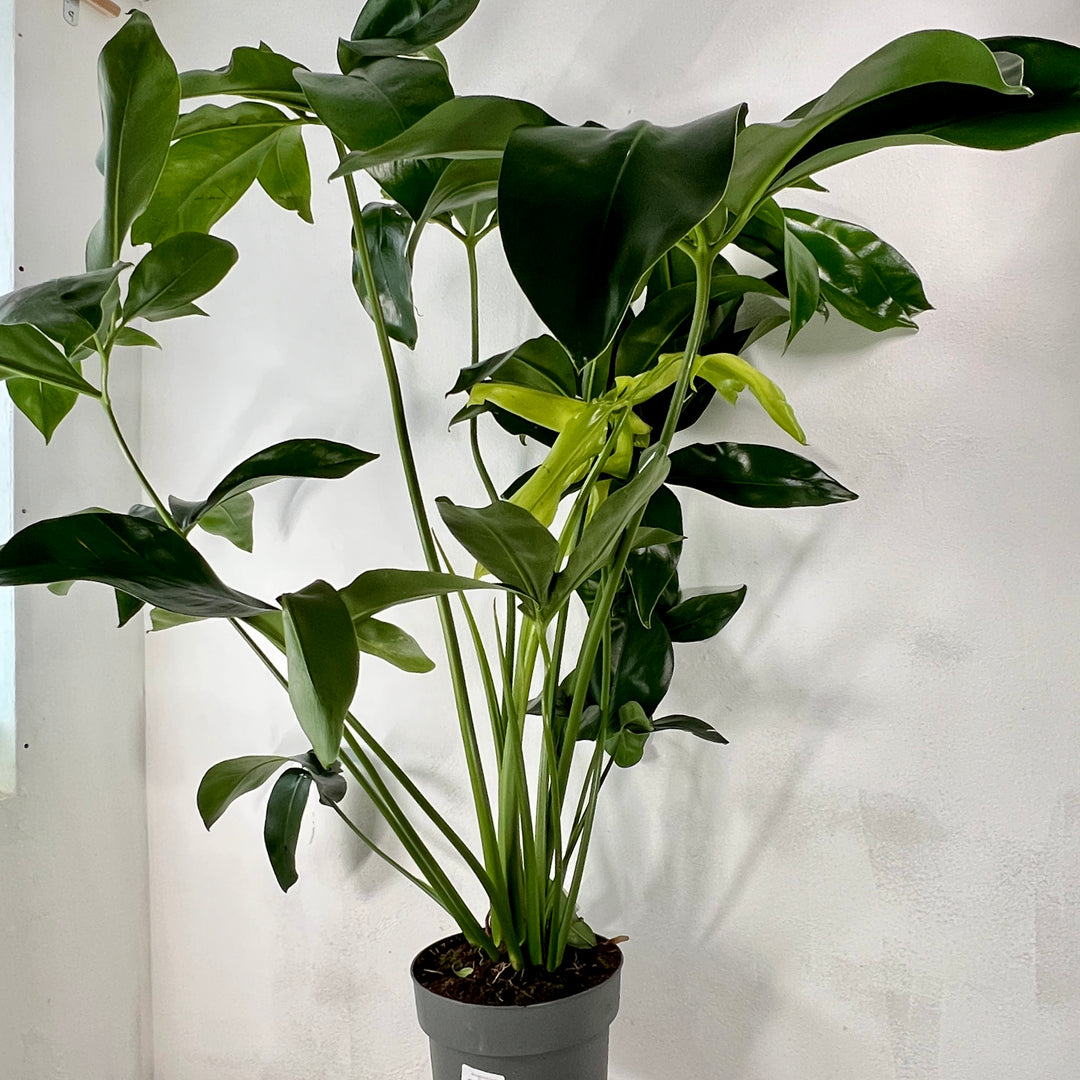 philodendron green wonder care Philodendron 'Fun Bun' – Easy-Care Tropical Houseplant