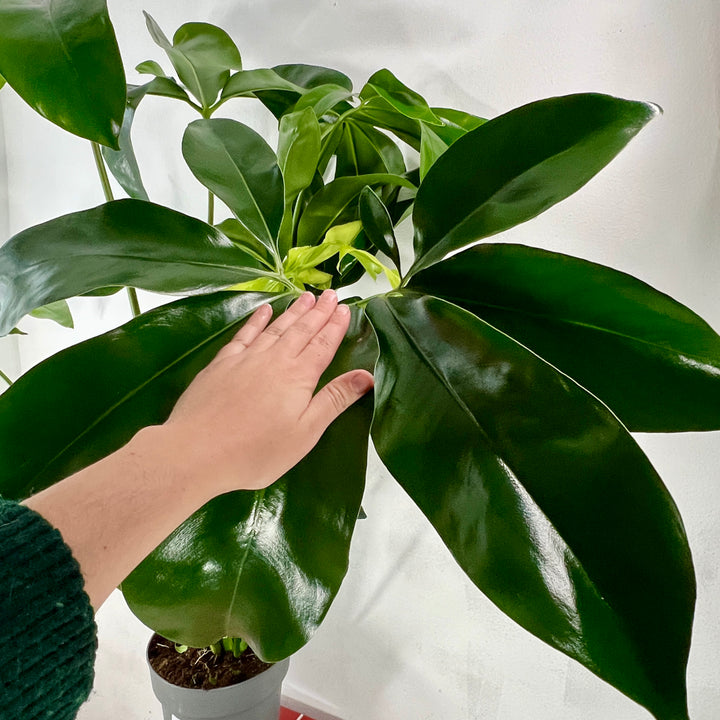 Philodendron Fun bun