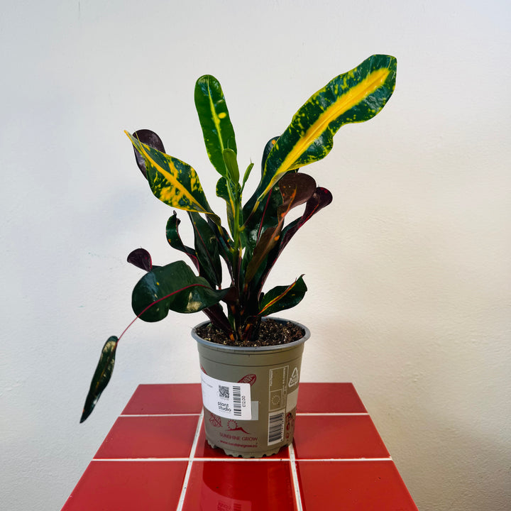 Codiaeum Mammi - Croton