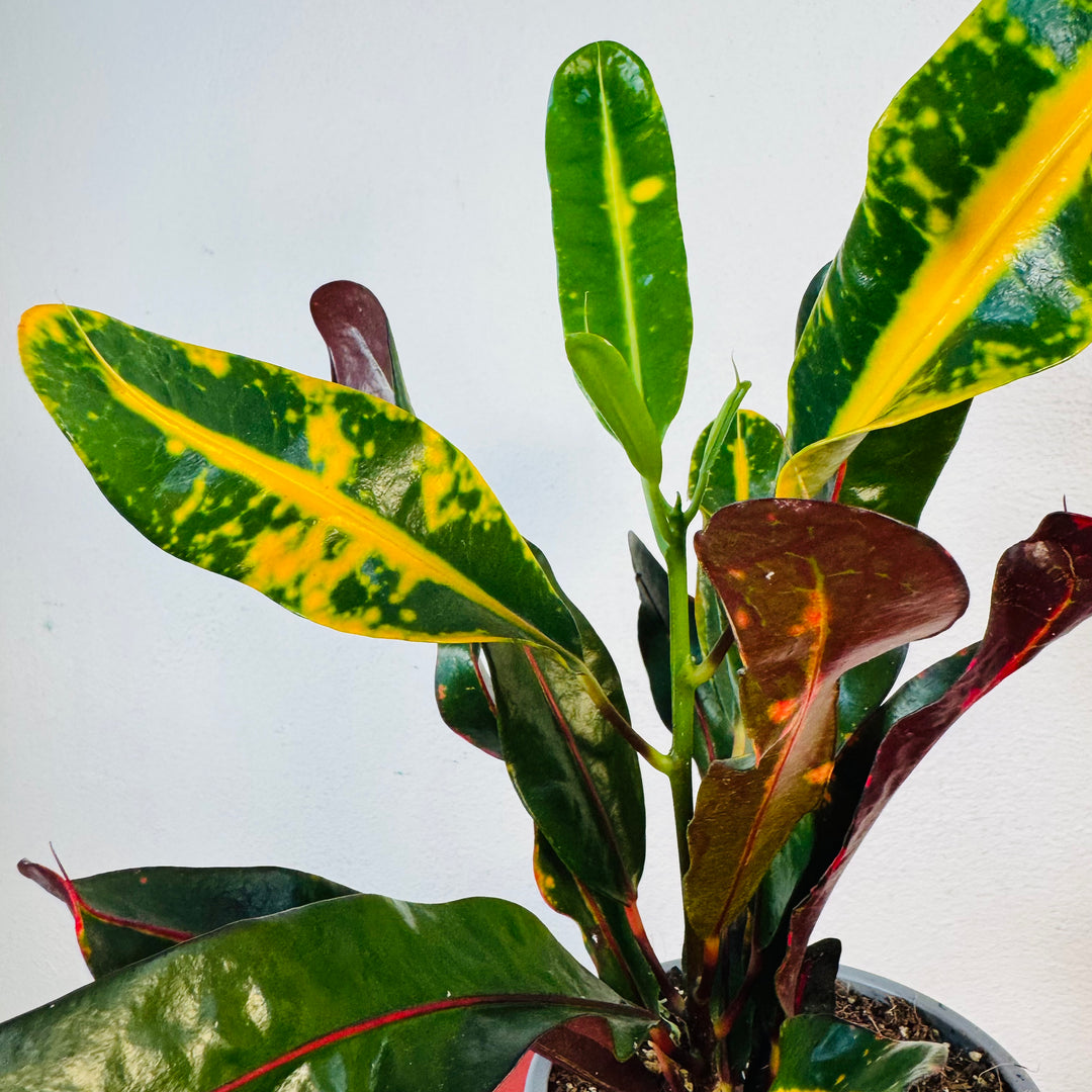 Codiaeum Mammi - Croton