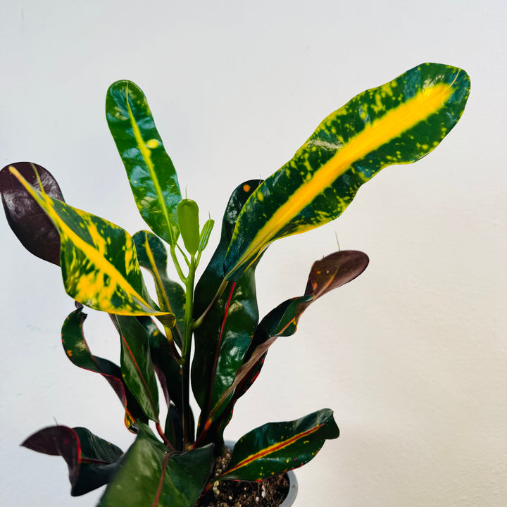 Codiaeum Mammi - Croton