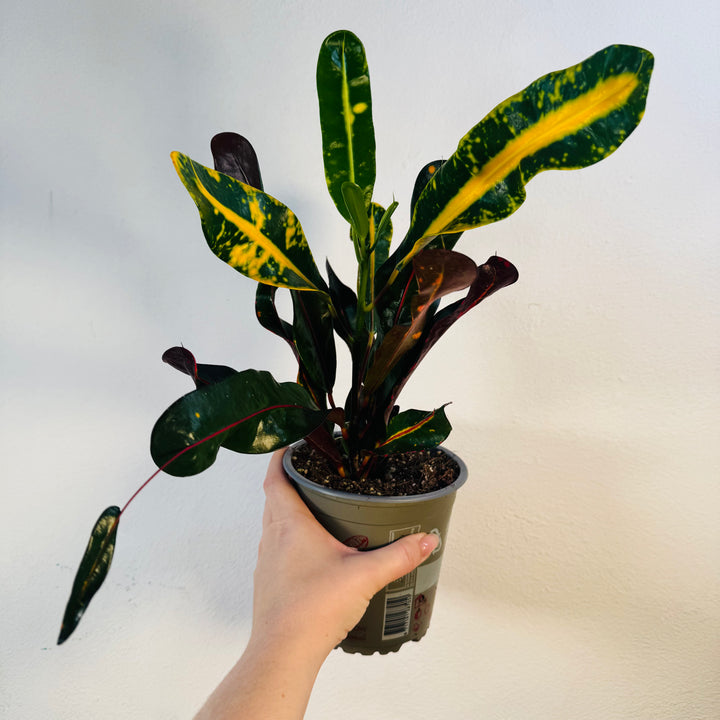 Codiaeum Mammi - Croton