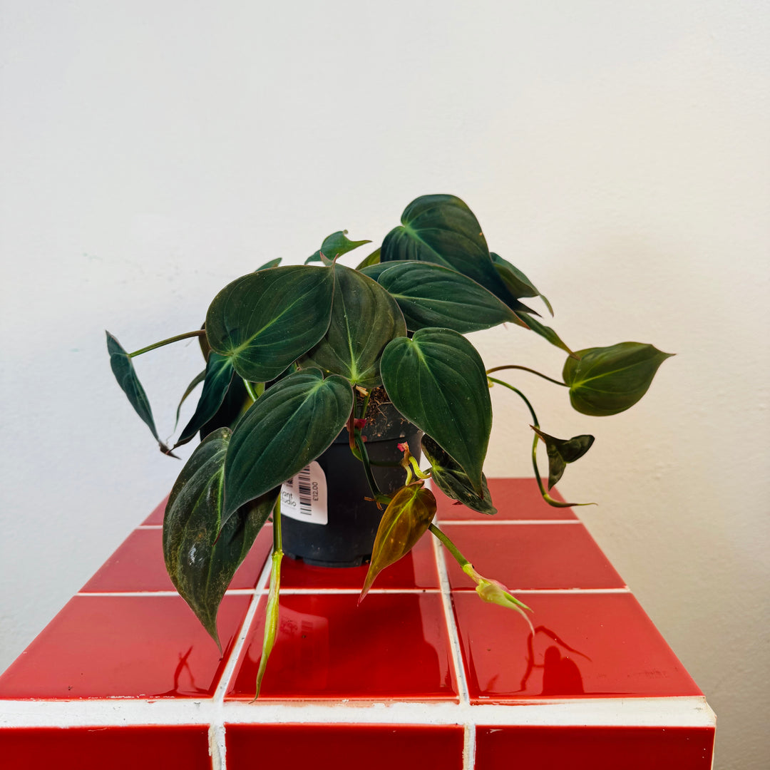 Philodendron Micans