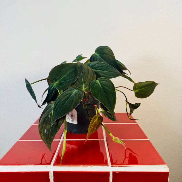 Philodendron Micans