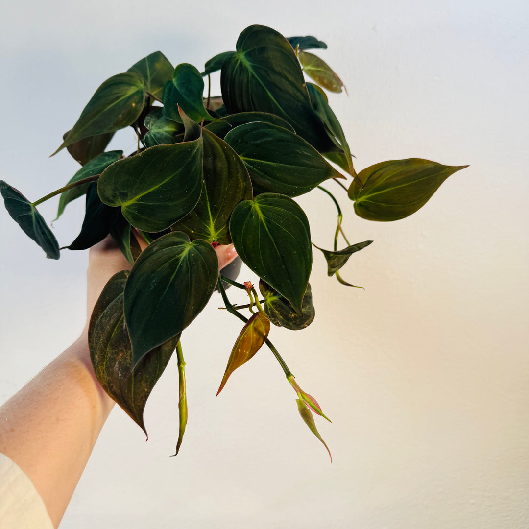 Philodendron Micans