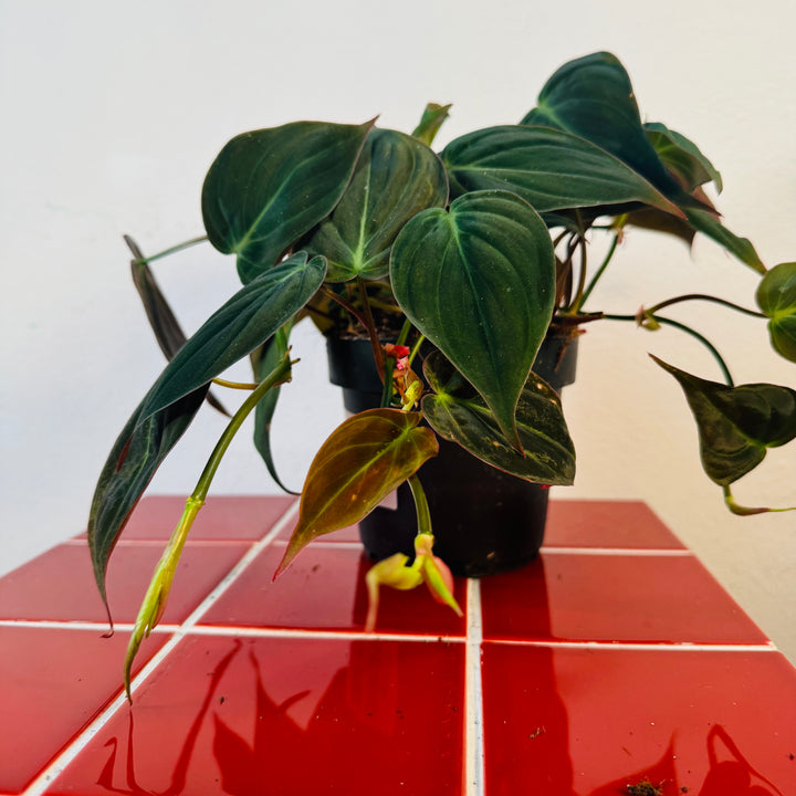 Philodendron Micans