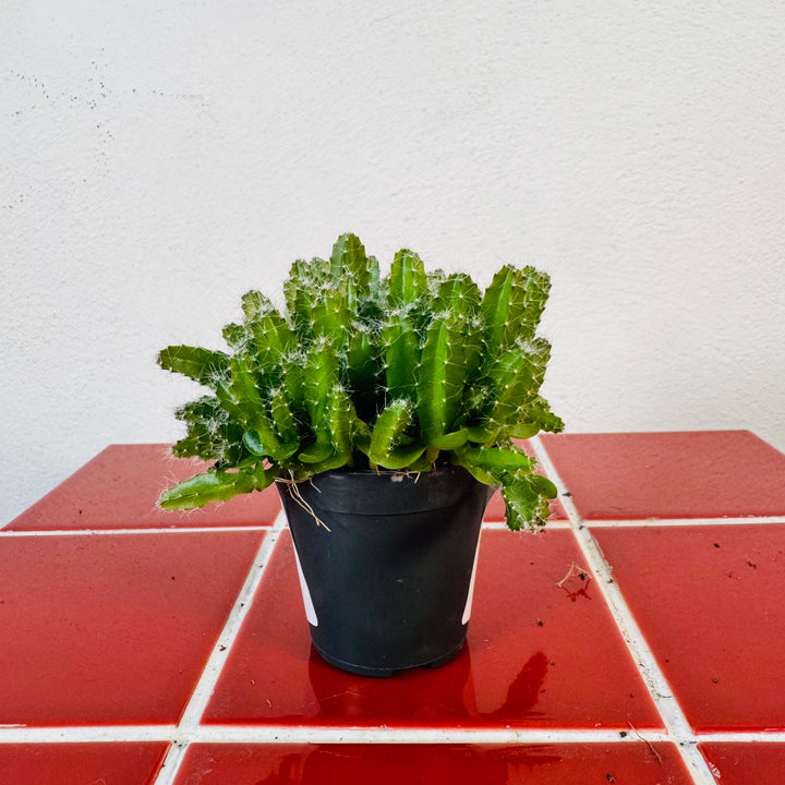 Hylocereus undatus – Dragon Fruit Cactus