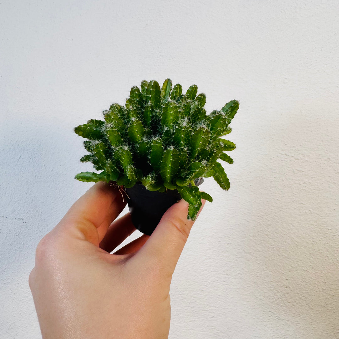 Hylocereus undatus – Dragon Fruit Cactus