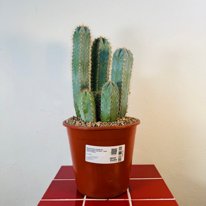 Pilosocereus azulensis - Pilosocereus azureus - blue torch cactus