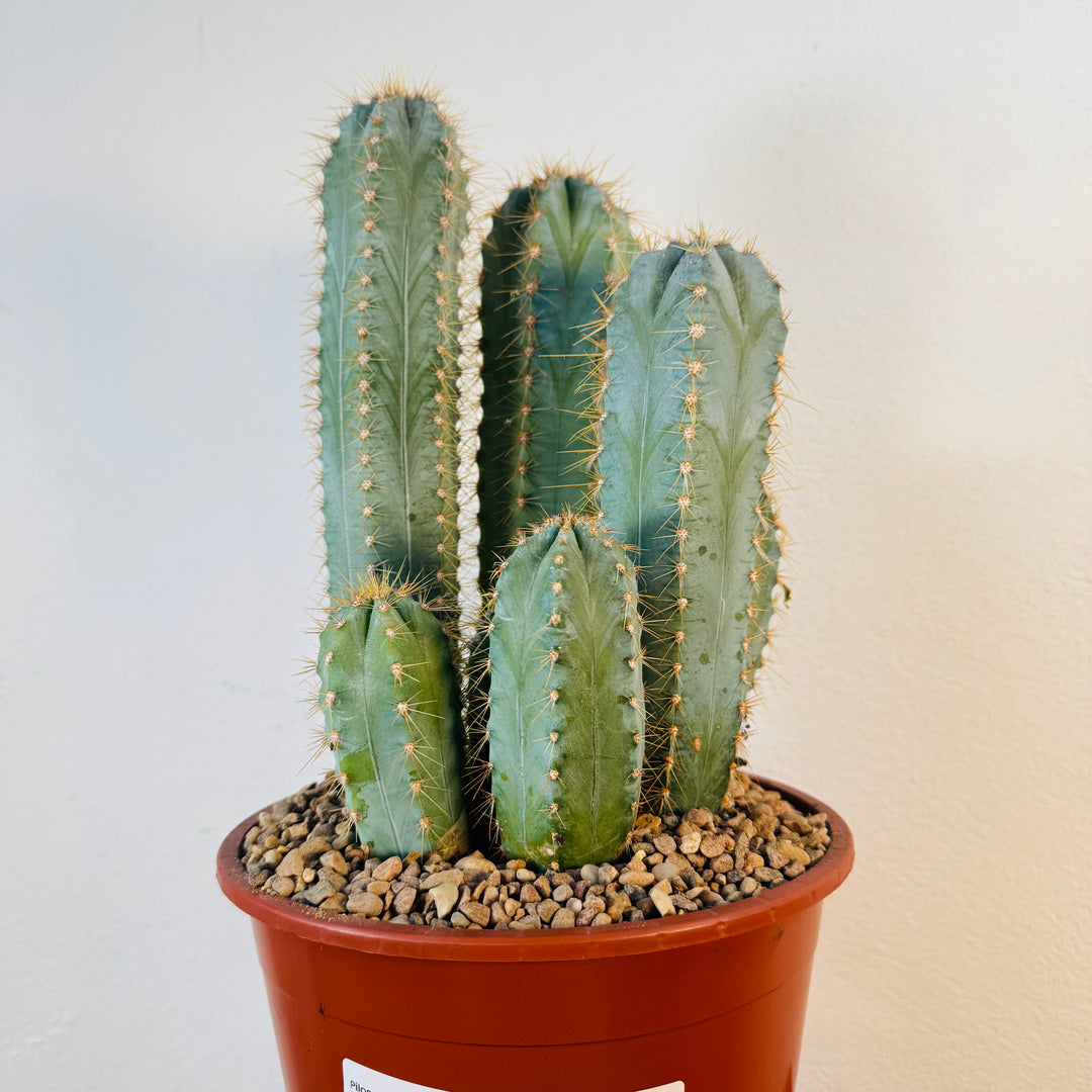 Pilosocereus azulensis - Pilosocereus azureus - blue torch cactus