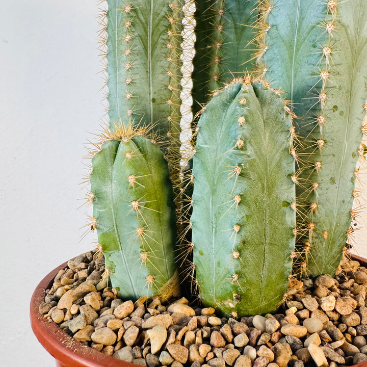 Pilosocereus azulensis - Pilosocereus azureus - blue torch cactus