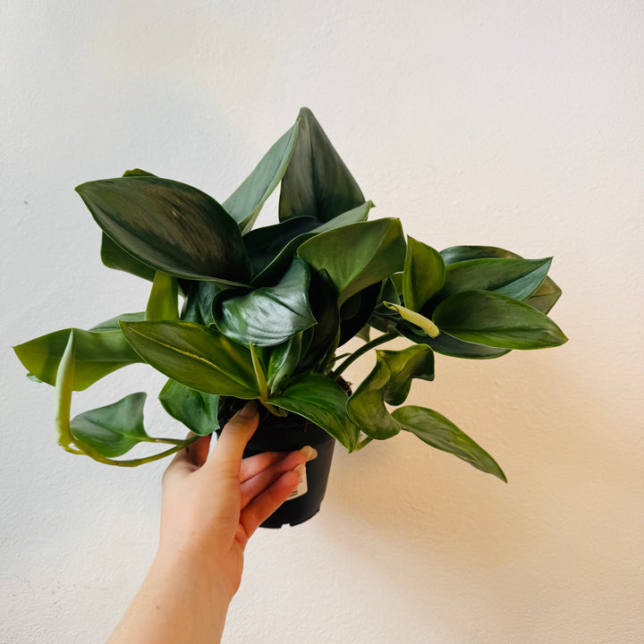 Scindapsus 'treubii' Moonlight