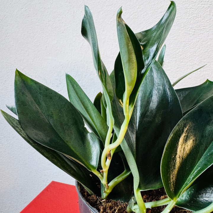 Scindapsus 'treubii' Dark Form