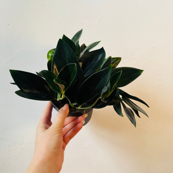 Scindapsus 'treubii' Dark Form