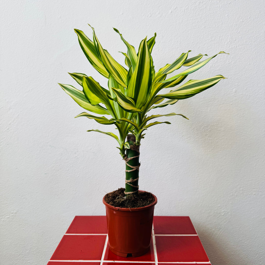 Dracaena Yellow Coast - Dragon Tree